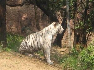 Nehru Zoological Park, Hyderabad - Timings, Safari cost, Best time to visit