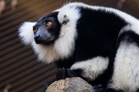 Black-and-white-ruffed Lemur - Zoo Atlanta