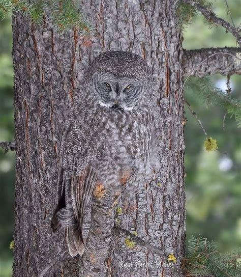 A stunning example of owl camouflage (crosspost) : Owls