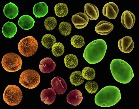 Allergenic Pollen (ragweed Photograph by Science Photo Library - Pixels