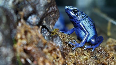 Poison Dart Frog Setup and Care Sheet (Dendrobates Tinctorius Azureus) - YouTube