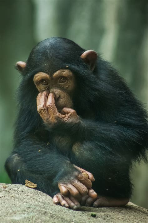 Baby Chimp | Shutterbug