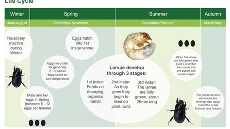 African Black Beetle Control | Turf Pest Management | Syngenta AU