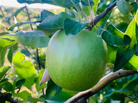 Heirloom Apples — Roots to Fruits Nursery