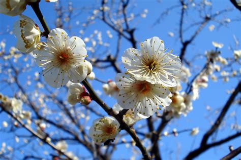 Plum-tree flower - Ume Matsuri II | Japanese simply LOVE flo… | Flickr