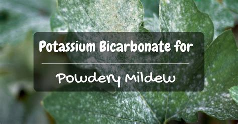 How to Make Solutions Out Potassium Bicarbonate for Powdery Mildew - Sumo Gardener