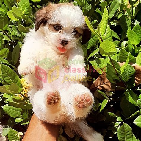 Pomeranian-shih Tzu Puppies For Sale - Meet Up/ Delivery