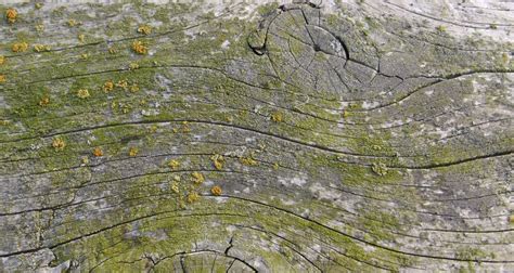Free Images : tree, rock, board, texture, leaf, flower, old, moss ...