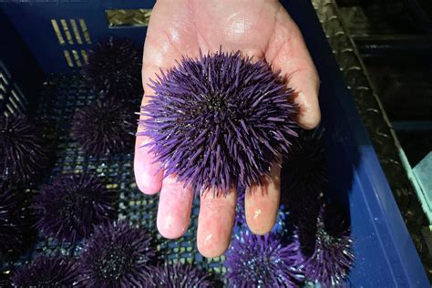 Millions of purple sea urchins put U.S. West Coast ecosystem in disarray - National | Globalnews.ca