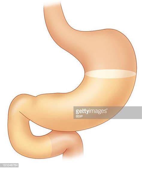 12 Bolus (Digestion) Stock Photos, High-Res Pictures, and Images - Getty Images