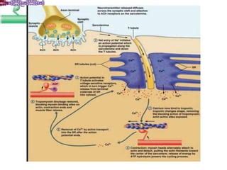 Lec 3. general mechanism of muscle contraction | PPT