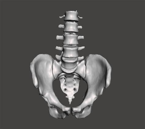 Pelvic Bone 3D model 3D printable | CGTrader