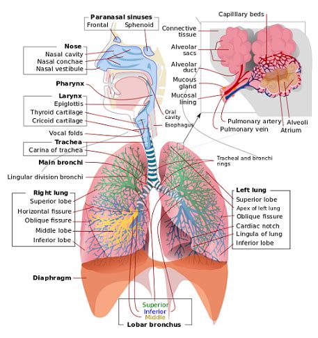 Dry Cough: Definition & Causes | Study.com