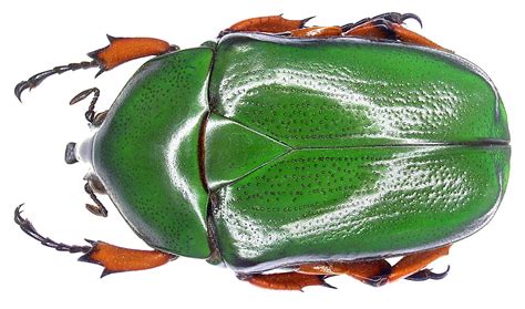 Trigonophorus nepalensis Hope, 1831 | Family: Scarabaeidae S… | Flickr