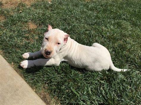 Dogo Argentino Puppies for Sale in Riverside, California Classified ...