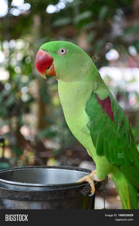 Closeup Green Parrot Image & Photo (Free Trial) | Bigstock