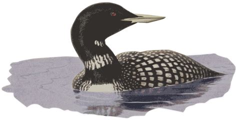 Loon in Water - Openclipart