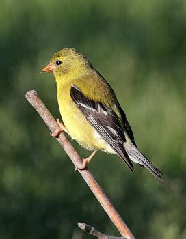 American Goldfinch - Photos, interesting facts, and identification tips