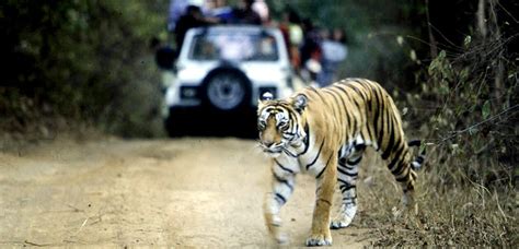 Golden Triangle Tour with Ranthambore Tiger Safari