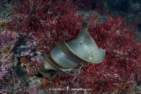 Japanese Bullhead Shark - Heterodontus japonicus