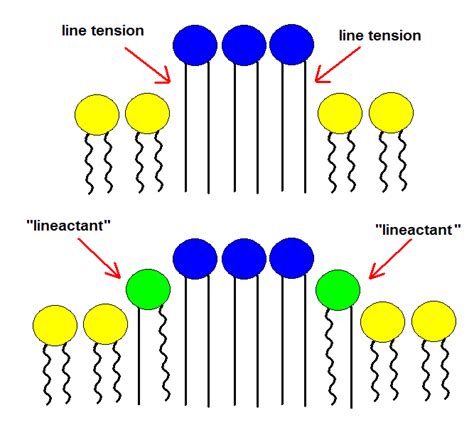 3. Line Tension. Line tension at the boundary of a lo domain can be... | Download Scientific Diagram