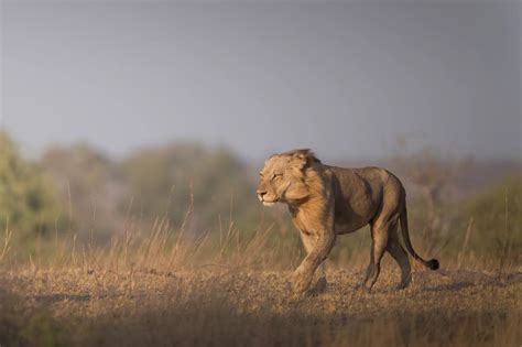 The Gallery - Chobe Game Lodge