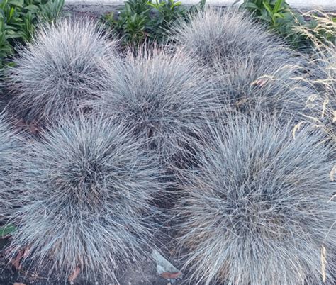 Blue Fescue Seeds - Festuca Glauca Varna