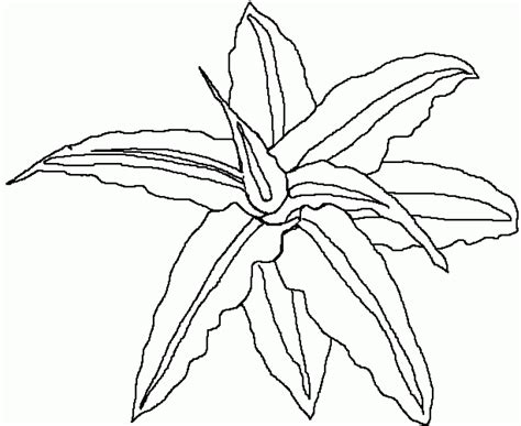 Rainforest Flowers Coloring Pages at GetColorings.com | Free printable colorings pages to print ...