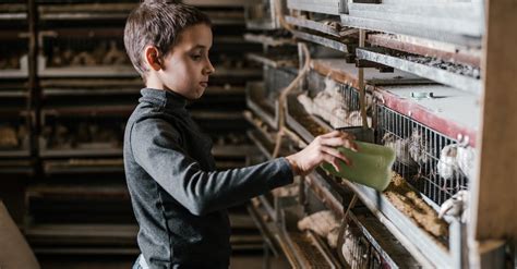 Little child taking care of chicken at poultry farm · Free Stock Photo