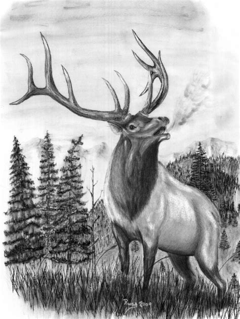 Elk Head Clip Art | Elk Horn Drawings http://www.charcoal-drawings ...