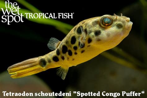 Tetraodon schoutedeni - Tropical Freshwater Fish For Sale Online