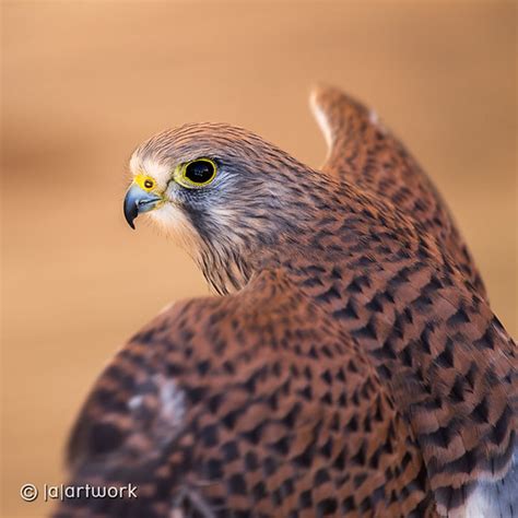 Falcon eyes | Get it? ;) | (a)artwork | Flickr