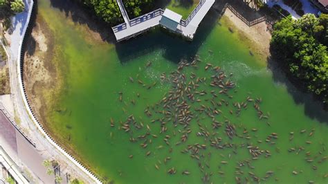 Manatee Viewing Center, Tampa Florida - YouTube