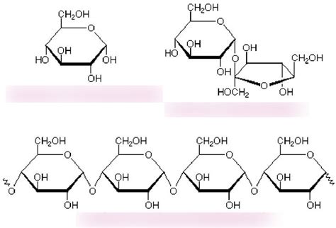 2B CHO (Macromolecules) Diagram | Quizlet