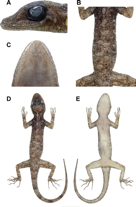 Integrative taxonomy of the rock-dwelling gecko Cnemaspis siamensis complex (Squamata ...