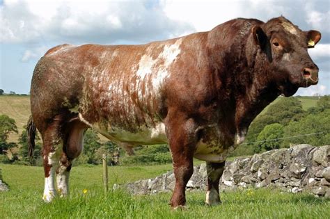 Beef Shorthorn - Alchetron, The Free Social Encyclopedia