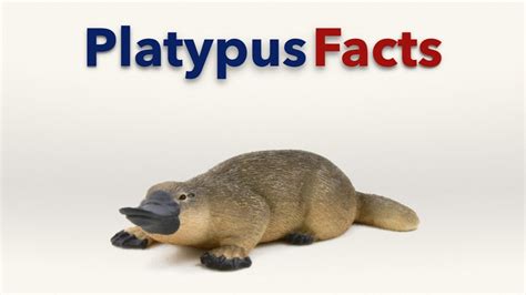 Platypus Facts - YouTube