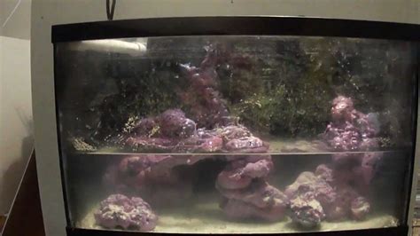 10 Gallon DIY Seahorse Tank - YouTube