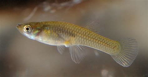 Gambusia - Freshwater Pests - Directory - boatiesnz