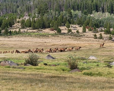 About 45 elk in Elk Park : r/Montana