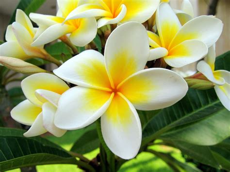 Bali Indonesia Holiday Travels: Bali Frangipani Garden - The house of Frangipani