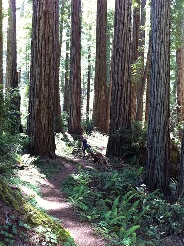 Hiking in Prairie Creek Redwoods State Park | yancy9 | Flickr