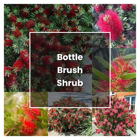 How to Grow Bottle Brush Shrub - Plant Care & Tips | NorwichGardener