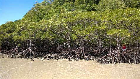 Mangrove on Cape Tribulation Beach - Routes and Trips