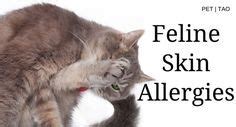 Cat Skin Allergies: How to Identify and Treat Symptoms | Cat skin, Cat allergies, Cat skin problems