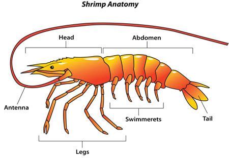 shrimp anatomy | Shrimp, Prawn shrimp, Ocean food