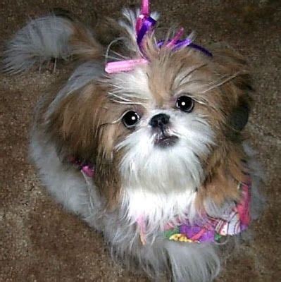 What a princess | Shih tzu puppy, Shih tzu dog, Shitzu dogs