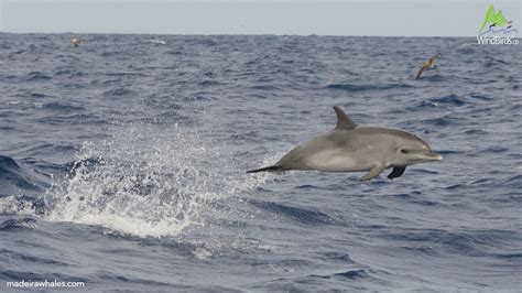 Whale watching in Madeira, September 2018 | Madeira Whales