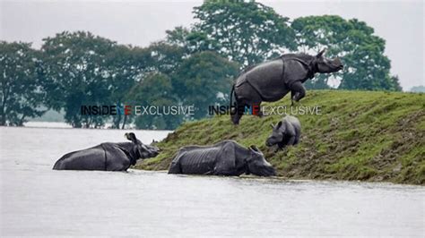 Assam: 92% of Kaziranga submerged under floods, 123 animals dead ...