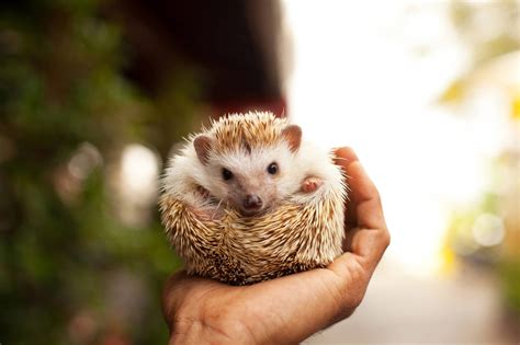 National Hedgehog Day (February 2nd) | Days Of The Year